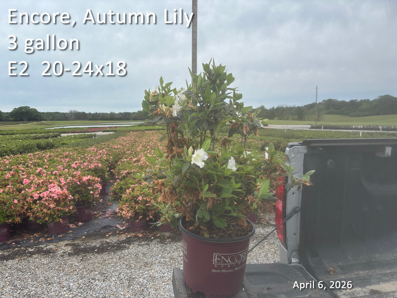 gallery/elly3 e2 apr6.jpg